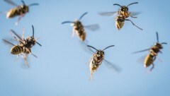 Kommt es zum Wespenstich, kann das Gift mit Hitze zerstört werden. Danach helfen kühlende Gels und entzündungshemmende Salben. (Bild: APA/dpa/Frank Rumpenhorst)