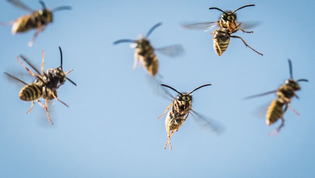 Several wasps (symbolic image) suddenly attacked the woman. (Bild: APA/dpa/Frank Rumpenhorst)