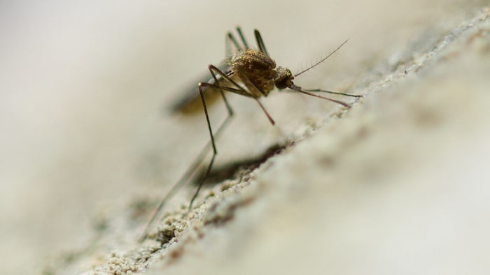 Das West-Nil-Virus wird durch heimische Stechmücken übertragen.