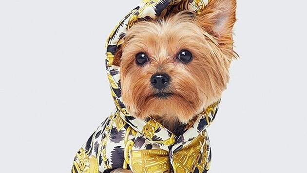 H&M x Moschino macht Hunde zu echten Fashion-Stars. (Bild: instagram.com/moschino)