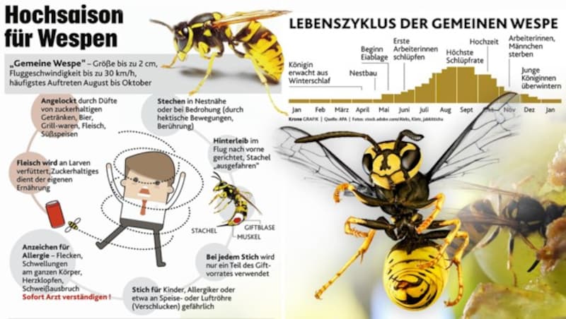 (Bild: "Krone"-Grafik, dpa, stock.adobe.com, krone.at-Grafik)