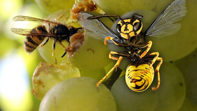 The most sensible thing to do with wasps is to stay calm and not swat at them. (Bild: dpa, stock.adobe.com, krone.at-Grafik)