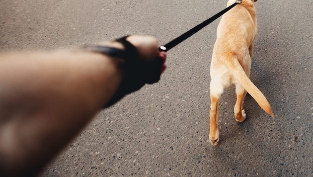 A general leash and muzzle requirement is to be introduced for six breeds. (Bild: stock.adobe.com)