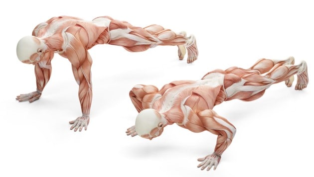 Die Muskelstränge des Körpers (Bild: kirill_makarov/stock.adobe.com)