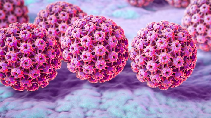Grafische Darstellung von Humanen Papilloma Viren (HPV)