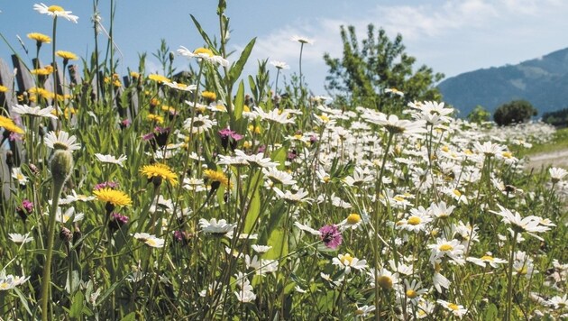 Jeder Kärntner kann mithelfen, durch Blumenwiesen nützliche Insekten nachhaltig zu schützen. (Bild: www.bienenwiesn.at)