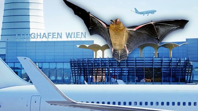 (Bild: Flughafen Wien AG, stock.adobe.com, krone.at-Grafik)