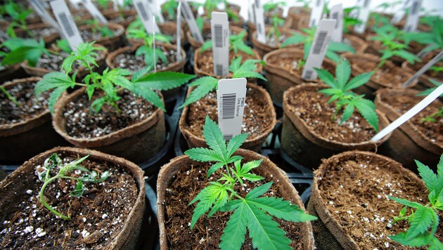Der Mann züchtete in einem kleinen versteckten Raum Cannabispflanzen (Symbolbild). (Bild: Copyright 2018 The Associated Press. All Rights Reserved)