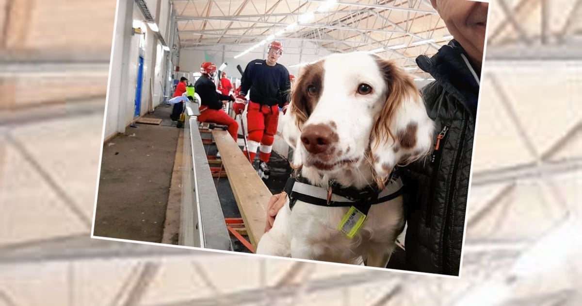 Extra ausgebildet Zittern vor „Molly“! Hund jagt die Dopingsünder