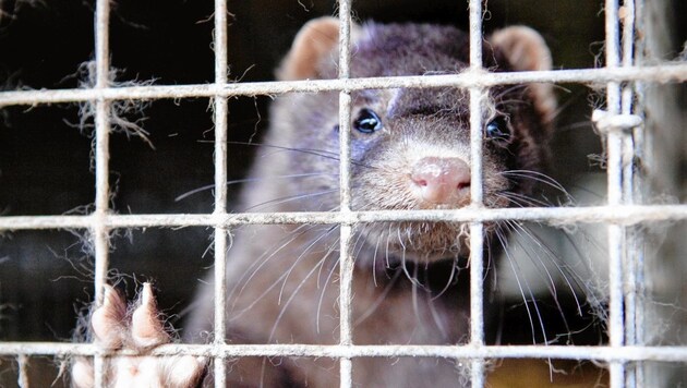 Torturen im Trend: Jedes Jahr werden mehr als 100 Millionen Tiere wegen ihres Pelzes getötet. (Bild: Vier Pfoten)