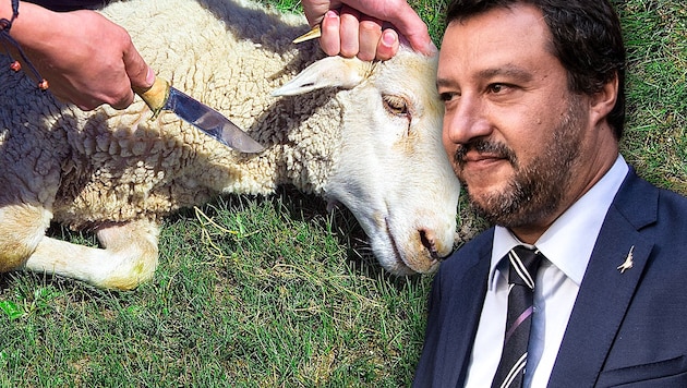 Lega-Chef Matteo Salvini (Bild: AFP, stock.adobe.com, krone.at-Grafik)