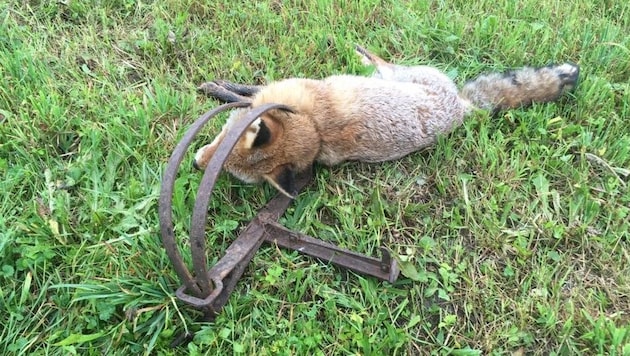 Die Hundebesitzerin fand den Fuchs in der Falle neben dem Radweg zwischen Rattendorf und Waidegg. (Bild: Melanie Dellacher)