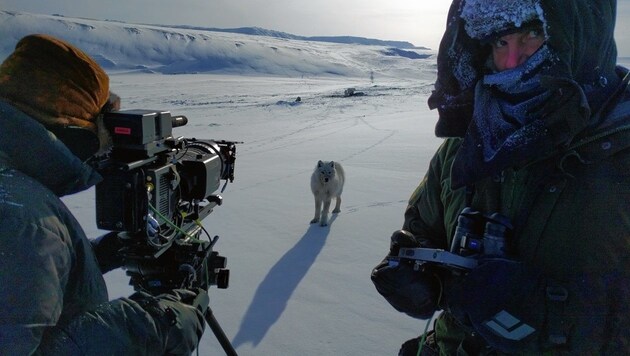 „White Wolves“ - arktische Wölfe bei minus 40 Grad im äußersten Norden Kanadas vor der Kamera. (Bild: Ivo Noernberg)
