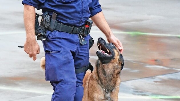 Ein Polizeihund ertappte den Täter vor Ort. (Symbolbild) (Bild: Martin Jöchl)