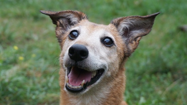 Diese Hunde Und Katzen Suchen Ein Zuhause Kroneat