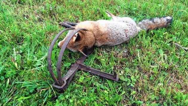 Dieser Fuchs in der Falle lag vor ein paar Tagen neben dem Radweg. War es der selbe Tierhasser, der damals schon auf sich aufmerksam machen wollte? (Bild: Melanie Dellacher)