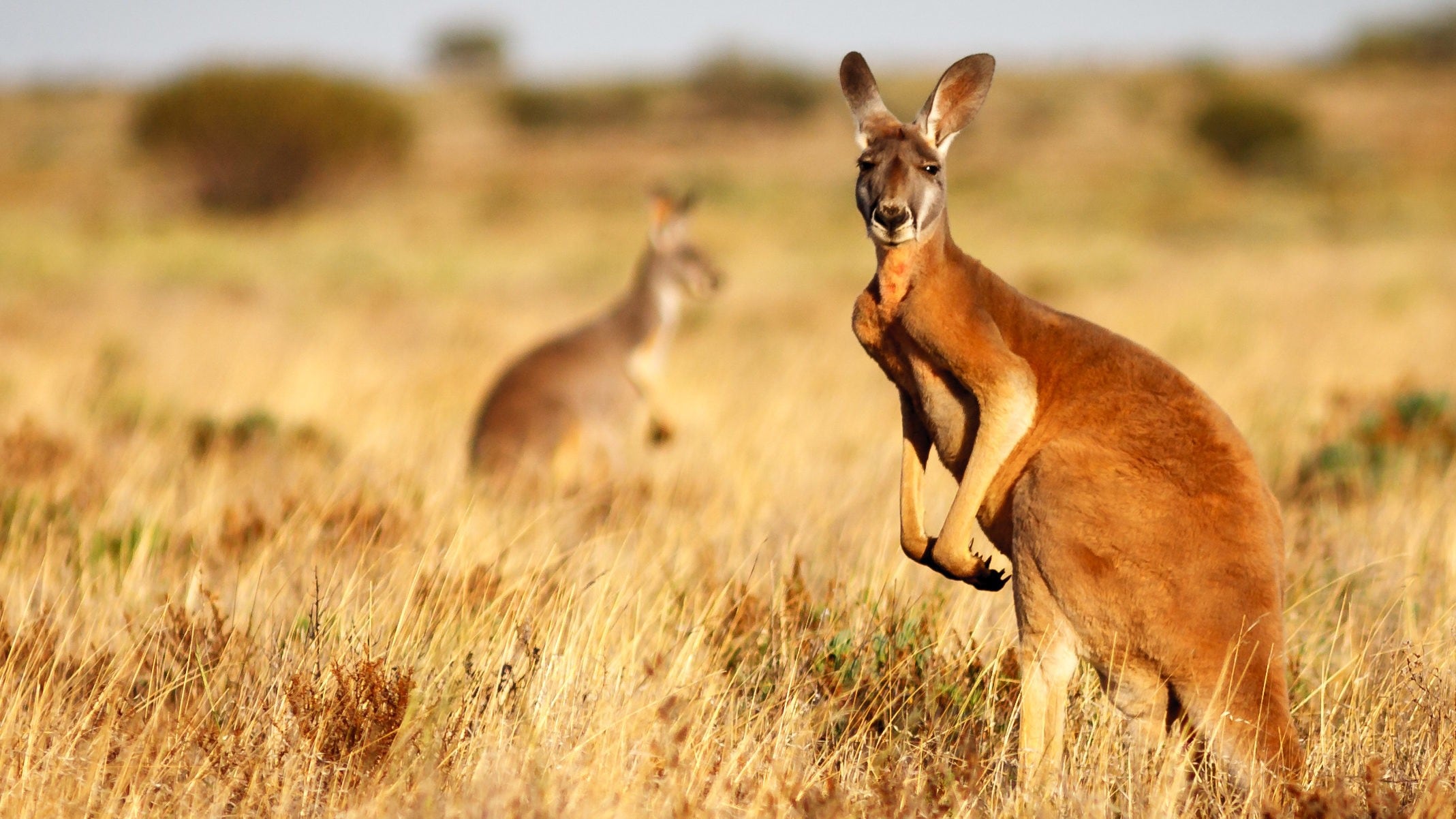 Frei zum Abschuss - Australien macht aus Kängurus nun auch Tierfutter ...