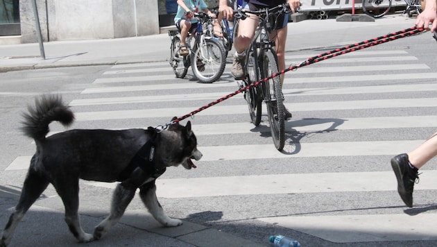 Ein Mountainbiker stieß am Donnerstag mit einem Hund zusammen (Symbolbild). (Bild: KRONEN ZEITUNG)