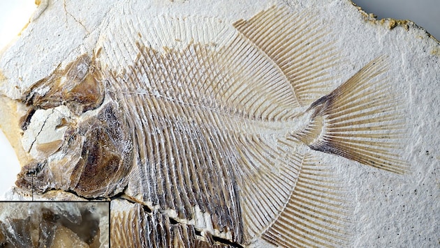 Piranhamesodon pinnatomus (Bild: M. Kölbl-Ebert, T. Nohl)