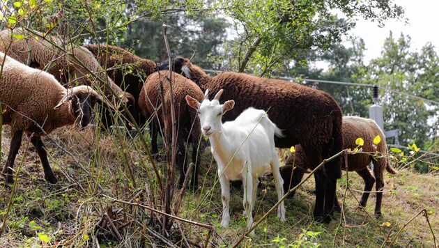 Wieder mehr Schafe und Ziegen gibt es in Kärnten (Bild: Evelyn Hronek)