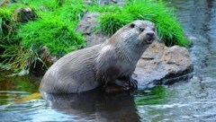 Die Kärntner Verordnung, welche die Fischotter-Tötung erlaubt, kritisiert der WWF (SYMBOLFOTO) (Bild: Gabriele Moser)