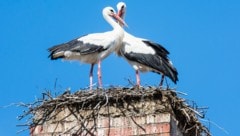 Das Storchenpaar dürfte das vergiftete Futter selbst ins Nest getragen haben (Symbolbild). (Bild: stock.adobe.com)