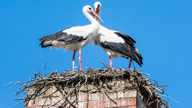 Das Storchenpaar dürfte das vergiftete Futter selbst ins Nest getragen haben (Symbolbild). (Bild: stock.adobe.com)