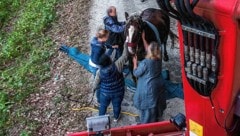 1000-Kilo-Pferd „Flaxi“ nach seiner Rettung aus dem Bachbett (Bild: M. Ben-Mohamed/Feuerwehr Himberg)