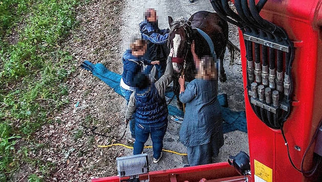 1000-Kilo-Pferd „Flaxi“ nach seiner Rettung aus dem Bachbett (Bild: M. Ben-Mohamed/Feuerwehr Himberg)
