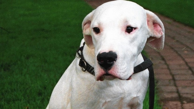 Die Rasse Dogo Argentino steht in Oberösterreich künftig auf der Liste. (Bild: Tomschi)