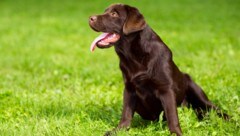 Ein brauner Labrador wie auf dem Symbolbild wurde von einem Kleinwagen tödlich erfasst. (Bild: stock.adobe.com (Symbolbild))