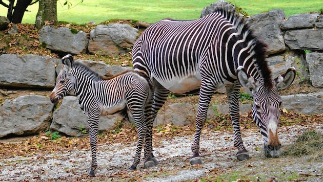 (Bild: Zoo Salzburg)