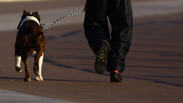 El hombre descubrió el material bélico mientras paseaba a su perro. (Bild: stock.adobe.com (Symbolbild))