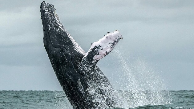 Buckelwale werden bis zu 18 Meter lang und können ein Gewicht von bis zu 30 Tonnen erreichen. (Bild: APA/AFP)