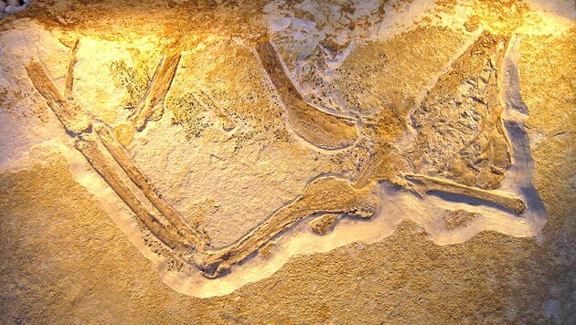Das in Daiting gefundene Fossil des Archaeopteryx albersdoerferi (Bild: Wikipedia/H. Raab (CC BY-SA 3.0))