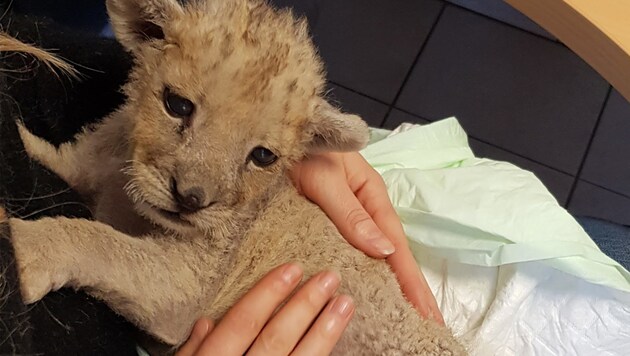 Dieses Löwenbaby wurde vom französischen Zoll in einer Autowerkstatt gefunden. (Bild: AFP)