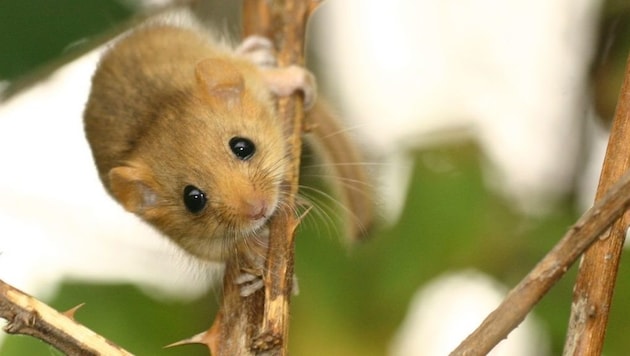 Dormouse. (Bild: Björn Schulz/Wikipedia)