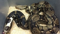 Mit dieser Boa Constrictor spazierte der Mann am Bahnhof Düsseldorf herum. (Bild: Feuerwehr Düsseldorf)