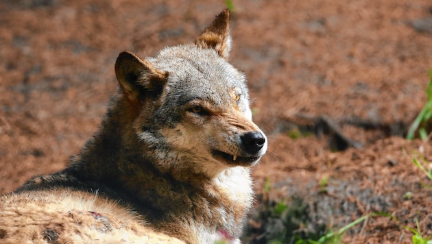 Ein neuer Wolf riss Ende April ein Reh (Bild: Gerhard Schiel)