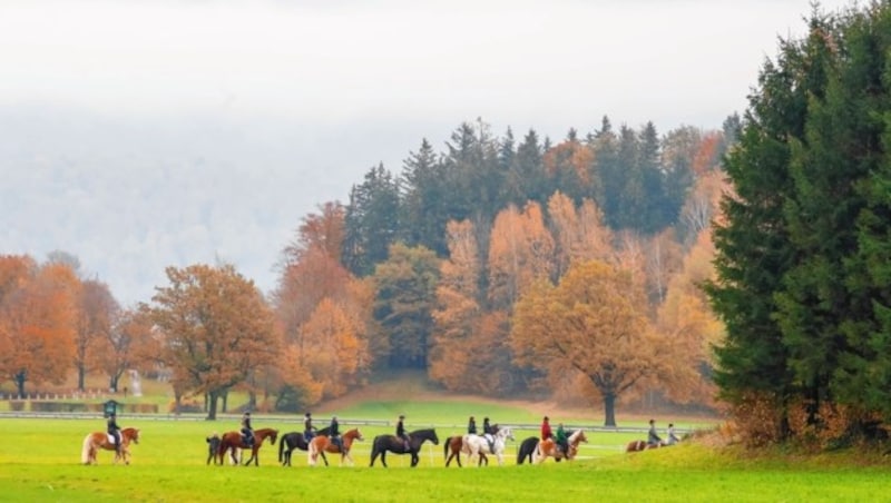 Magisch: Der „Indian Summer“ in den Wäldern von Grödig (Bild: Markus Tschepp)