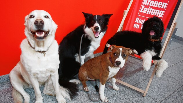 Teil unseres „Teams“: die Fellnasen Daisy, Luis, Dakota und Bow (v. l. ;-). (Bild: Rojsek-Wiedergut Uta)