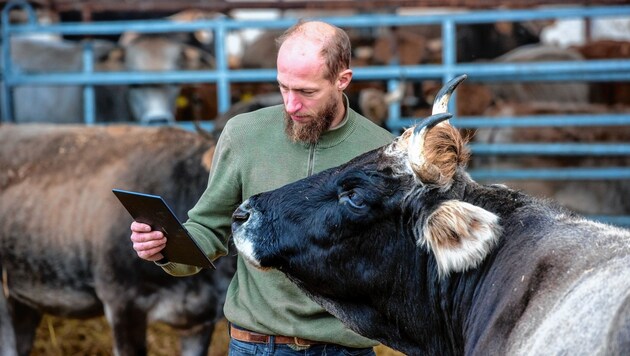 Vinzenz und Julia Harbich kümmern sich liebevoll um die 230 Rinder. (Bild: Imre Antal (www.imreantal.com))