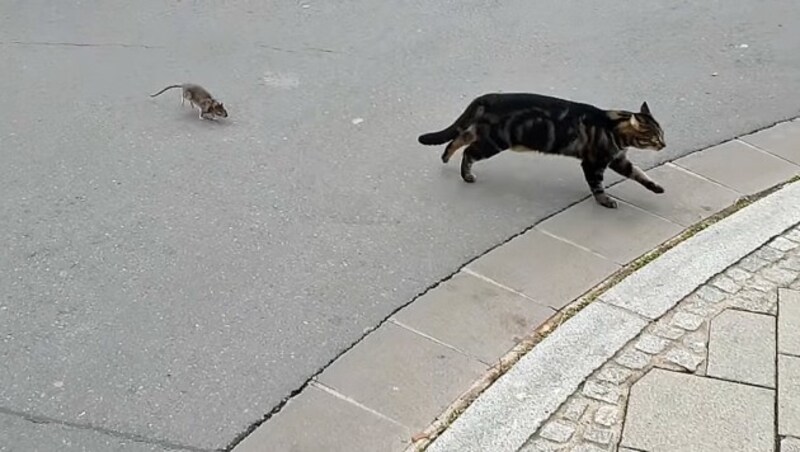 David gegen Goliath im Tierreich: Diese Ratte hat einfach genug vom Gejagtwerden. (Bild: Claude ALFF via ViralHog)