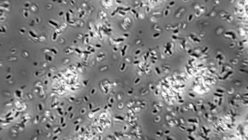 Mikroskopische Aufnahme von Lactobacillus-plantarum-Bakterien (Bild: UC Davis)