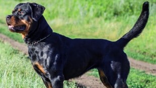 Ein Rottweiler (Symbolbild) attackierte eine Sechsjährige. (Bild: stock.adobe.com)