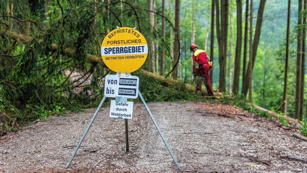 Bei Mariazell kam es am Montagvormittag zu einem tödlichen Forstunfall. (Bild: agrarfoto.com)
