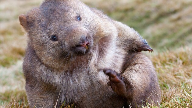 Wombat (Bild: stock.adobe.com)