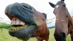 Ein Pferd ließ sich das Grünzeug vom Nachbarn schmecken (Symbolbild). (Bild: dpa/Julian Stratenschulte)