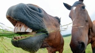 Ein Pferd ließ sich das Grünzeug vom Nachbarn schmecken (Symbolbild). (Bild: dpa/Julian Stratenschulte)