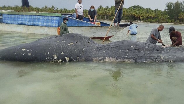 In diesem toten Wal wurden sechs Kilo Plastik gefunden. (Bild: AP)